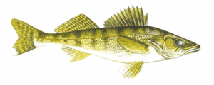 Walleye