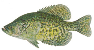 Crappie